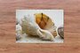 puzzle - 500 pièces - Coquillages de plage - mer - nature - maritime - souvenirs de la mer_