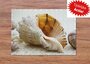 puzzle - 500 pièces - Coquillages de plage - mer - nature - maritime - souvenirs de la mer_